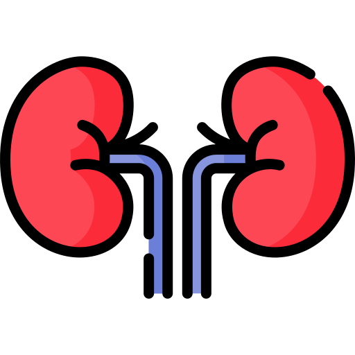 Kidney Icon